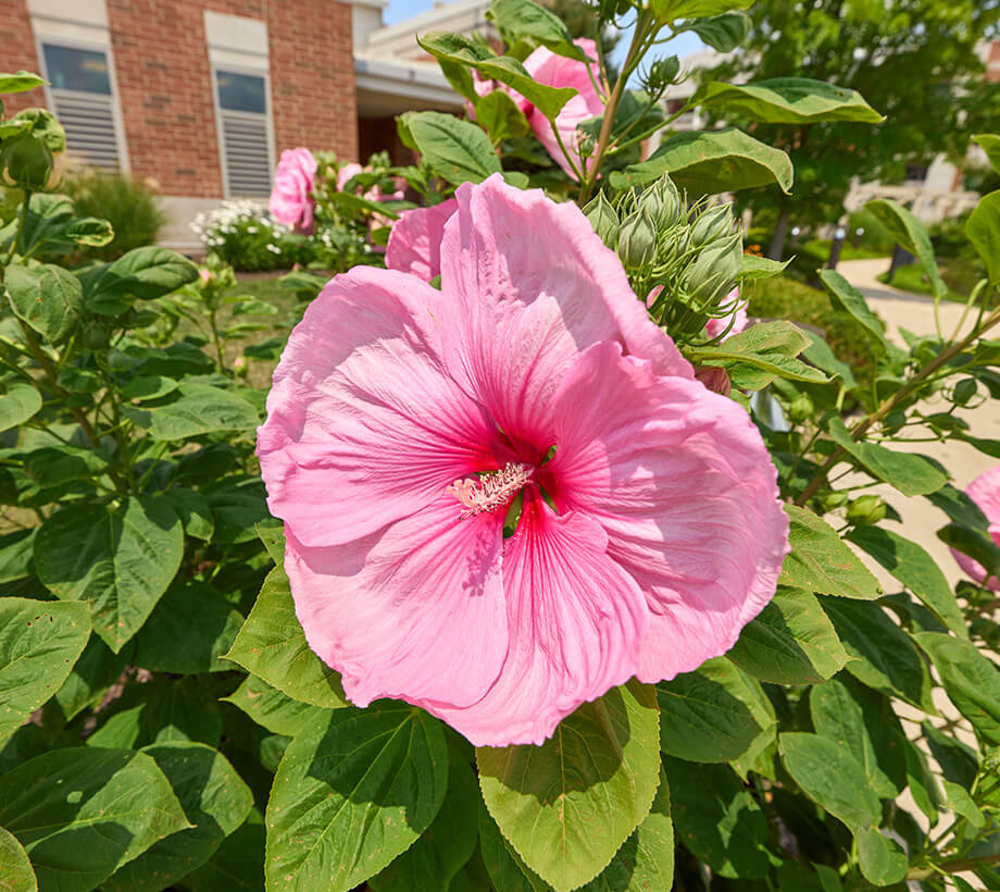 Bright pink hibiscus flower in bloom near a brick building within a residential community.