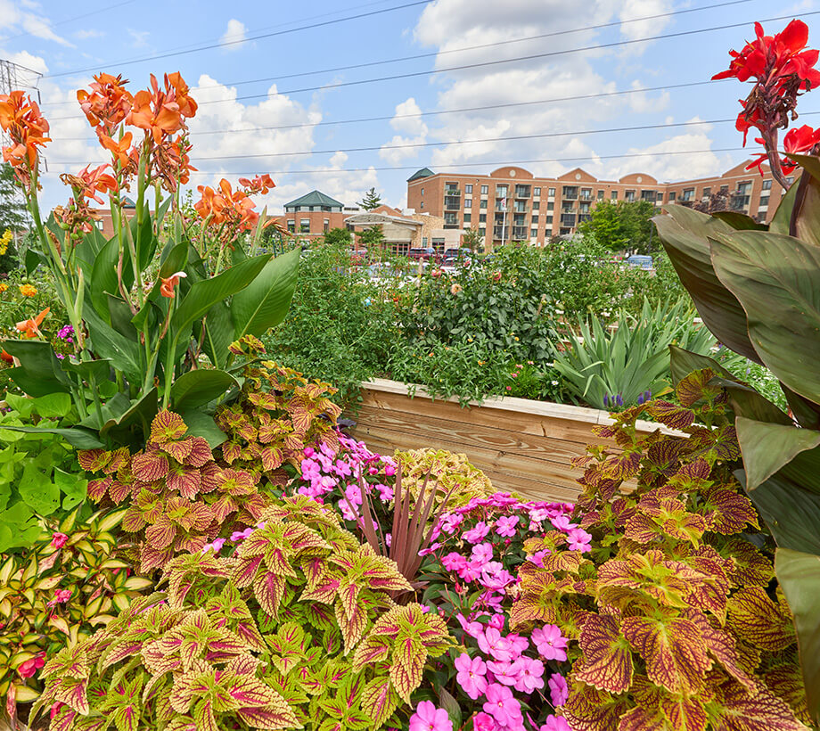 Lush garden with vibrant flowers, senior living community building in the background.