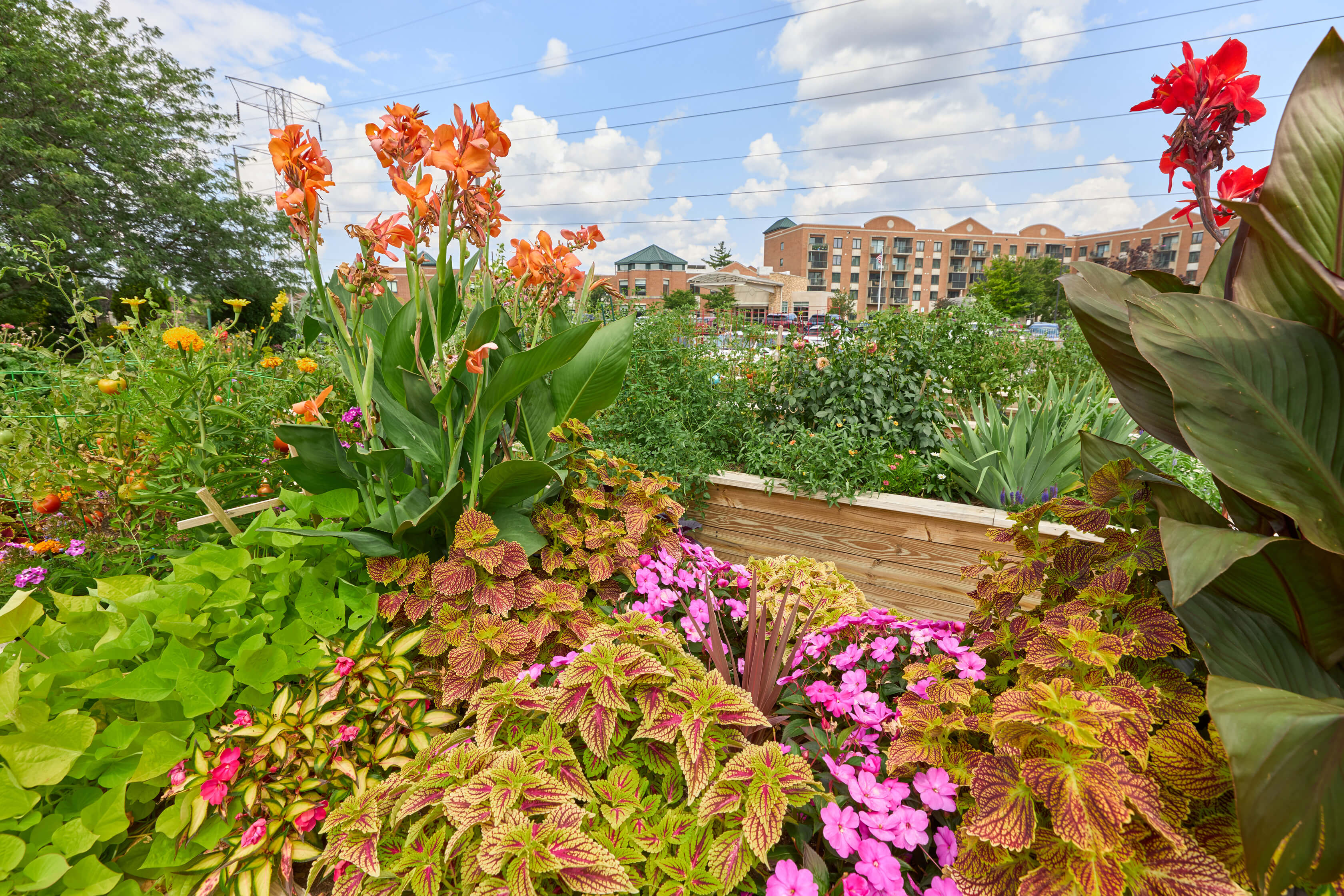 Flower garden with vibrant colors in front of a multi-story senior living community building.