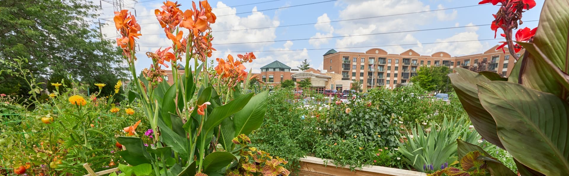 Close up on garden with Marquette senior living in the background