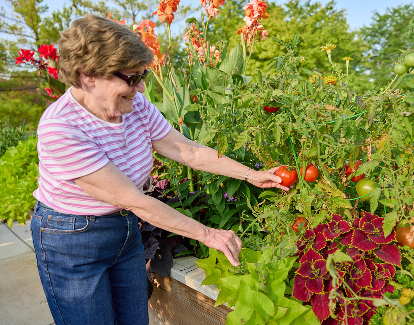 Elderly woman harvesting tomatoes in a vibrant garden.